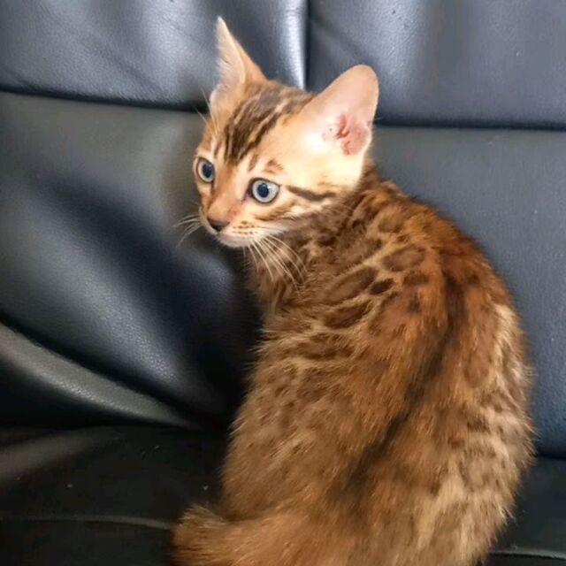 独特の上品Gato様専用。